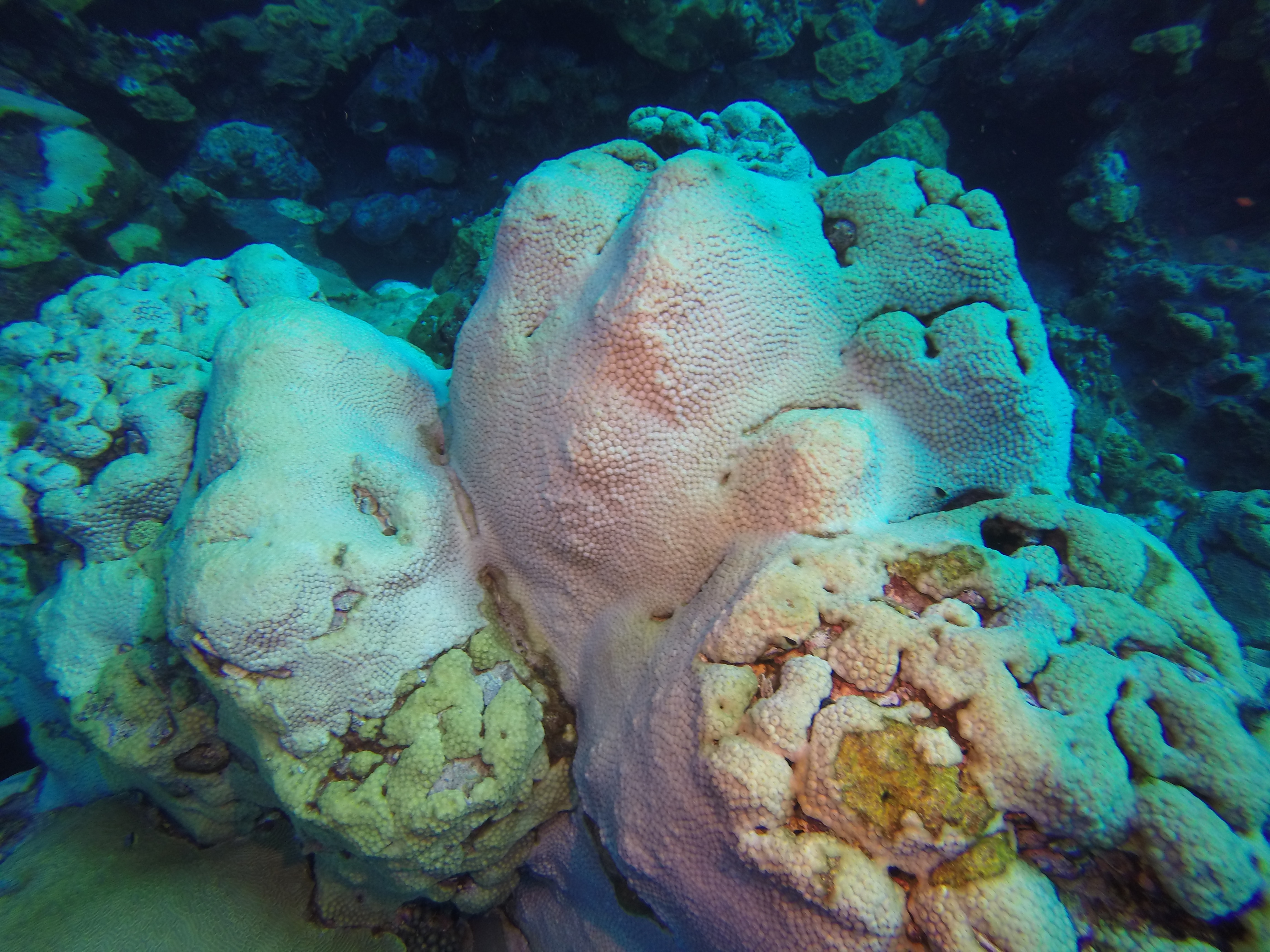 Sponges of Flower Garden Banks National Marine Sanctuary