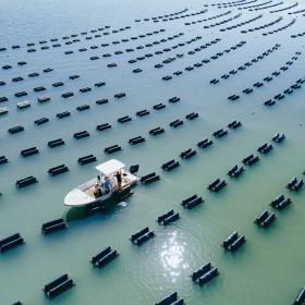 Aerial shot of oyster farmers checking cages