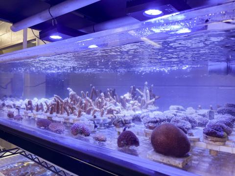 Corals in research tanks