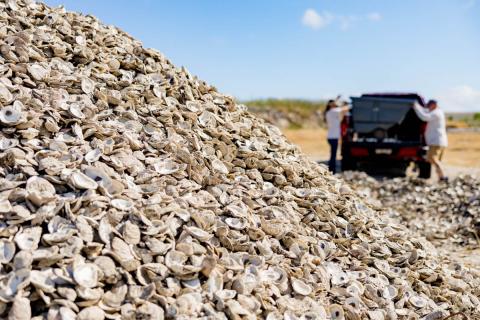 recycled oyster shell pile