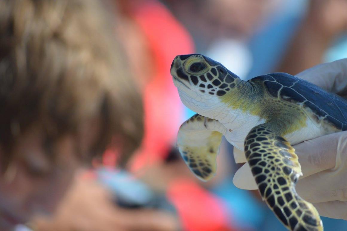 Padre Island National Seashore Sea Turtle