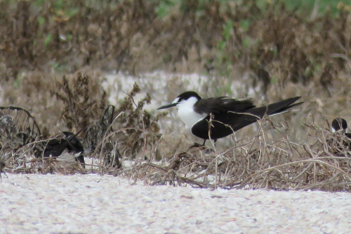 Sooty Tern on Texas island