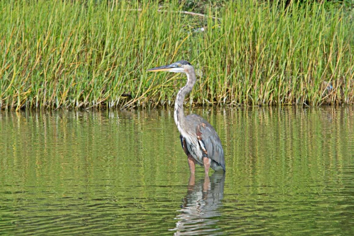 blue heron