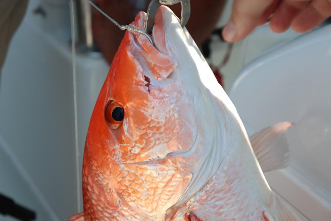 red snapper