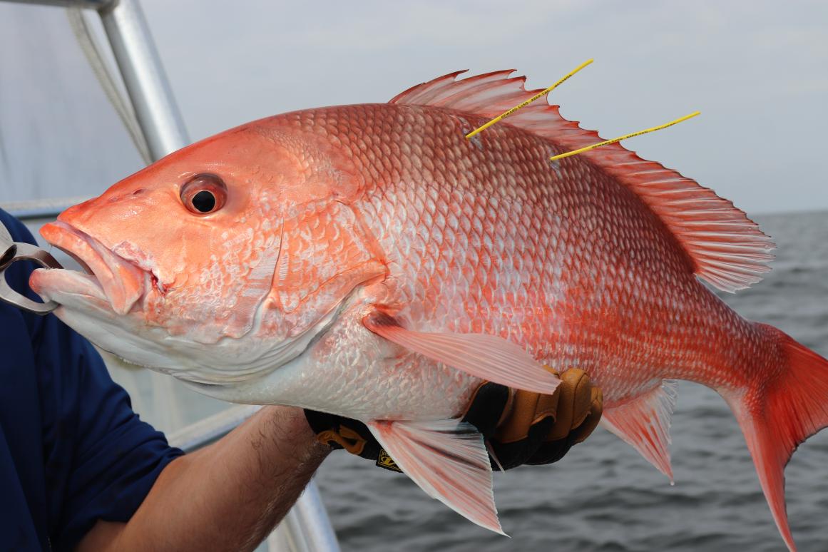 Red Snapper Fishing, How to Catch Red Snapper