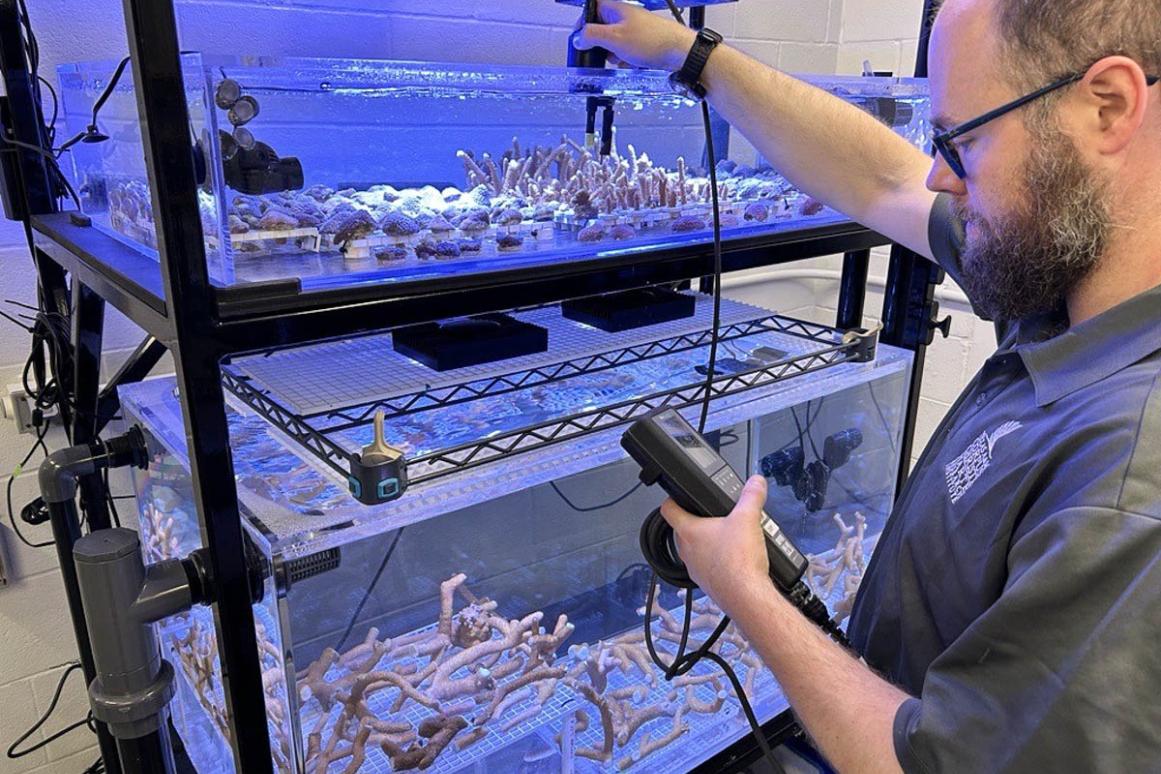 Researcher checking coral reef tanks