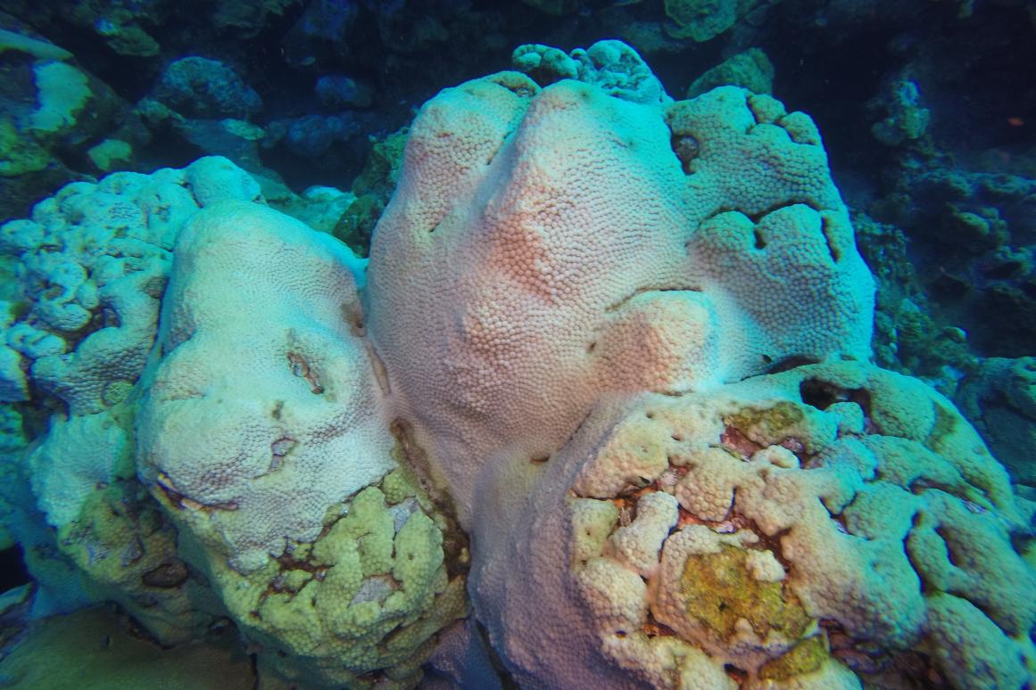 Flower Garden Banks Coral Bleaching