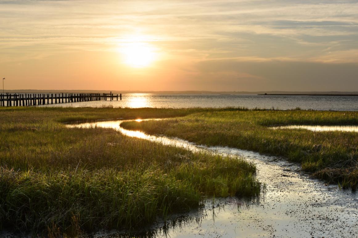 coastal marsh