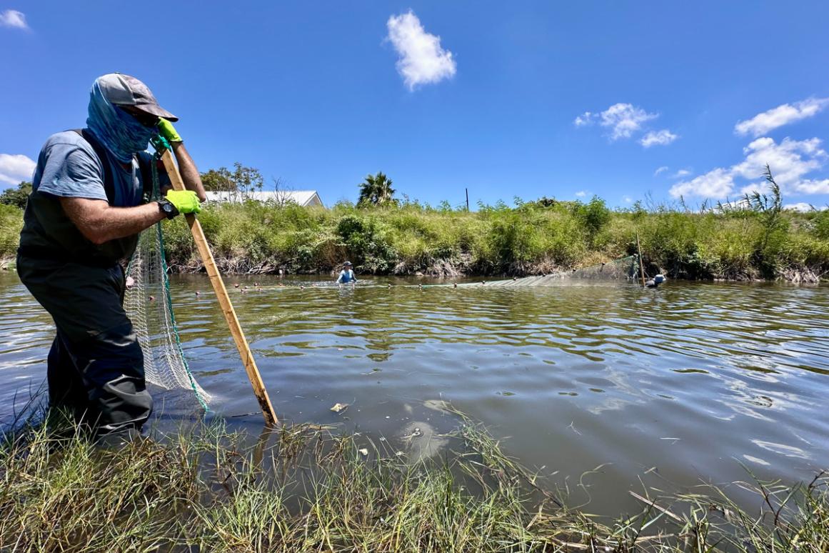 researcher seining a bay inlet for juvenile tarpon