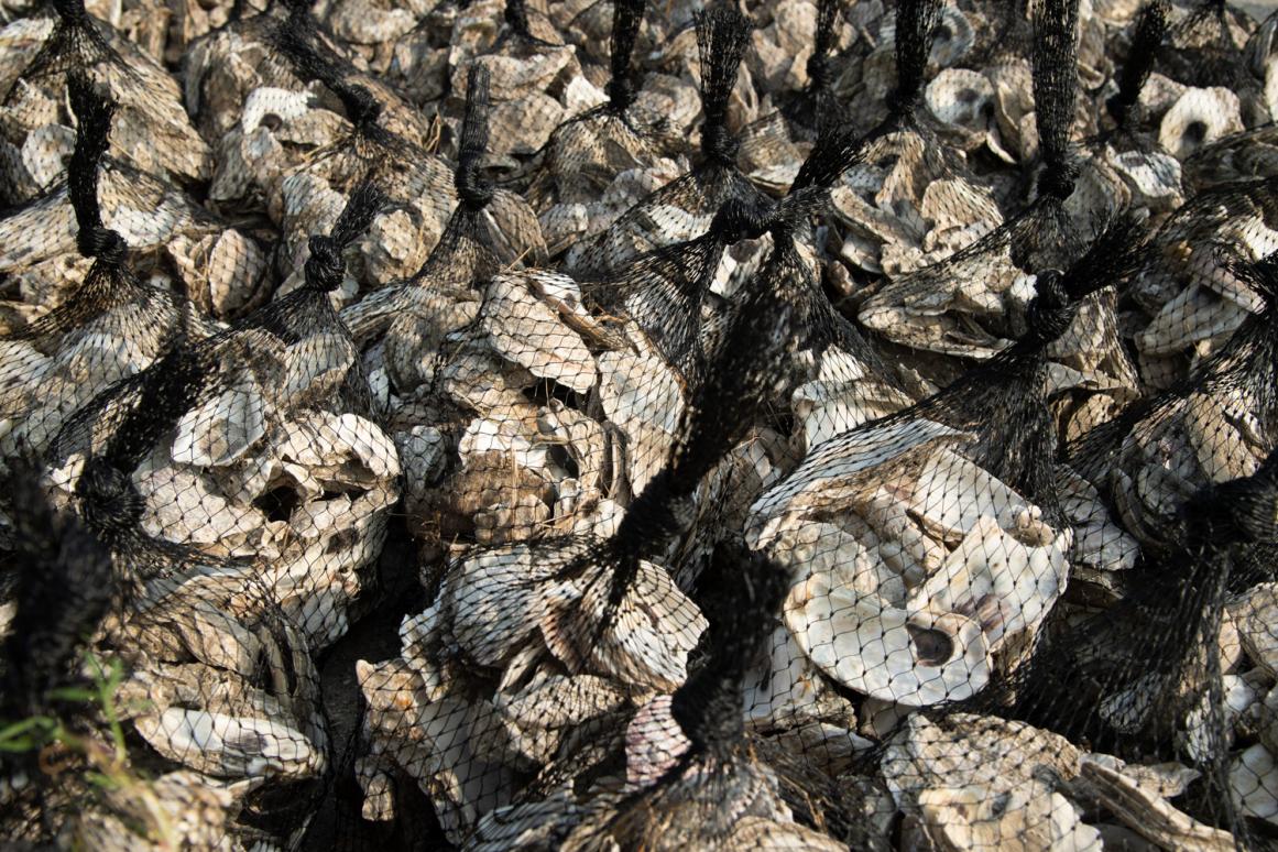 "Greening" Oyster Reef Restoration In The Gulf | Harte Research Institute