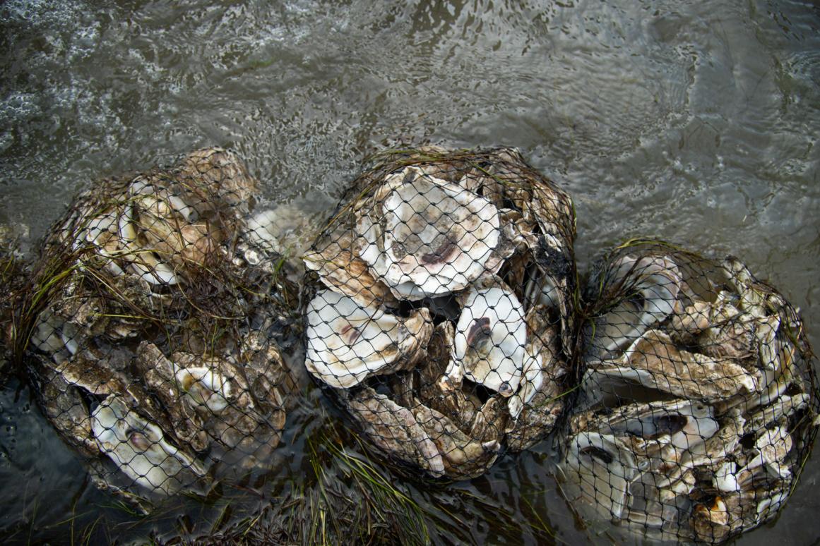 Oyster Reef Living Shorelines As A Conservation Practice To Improve ...