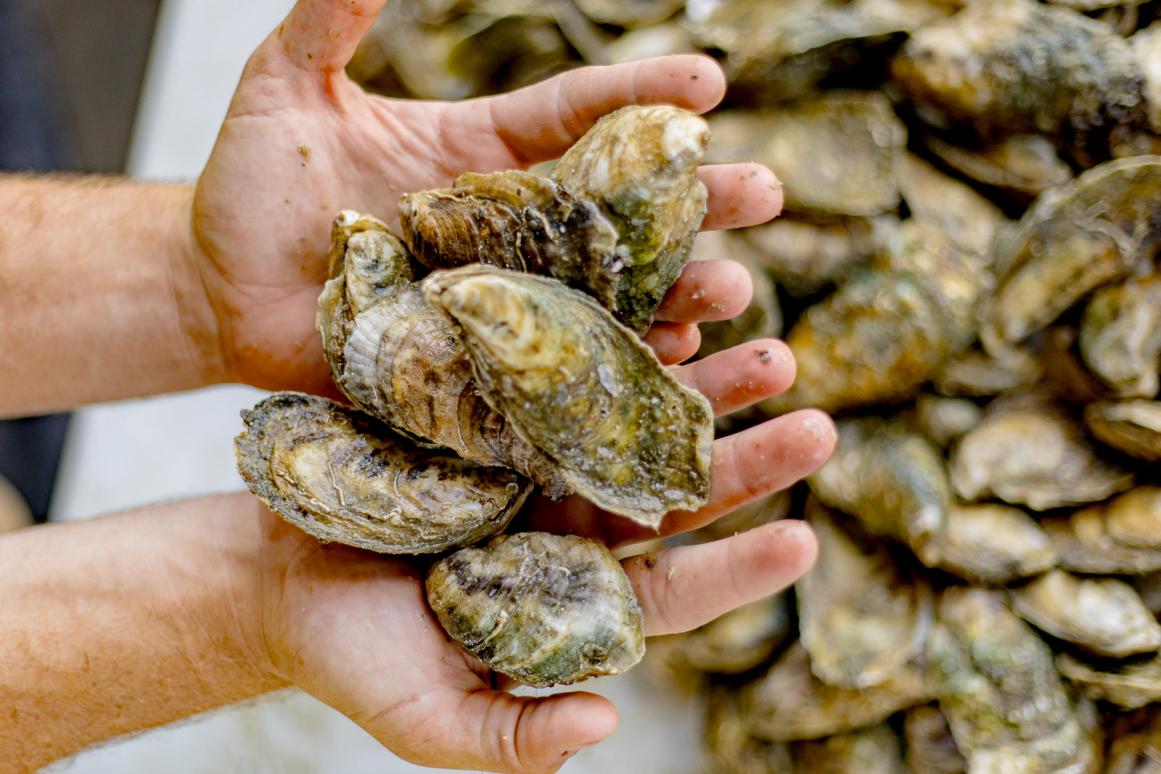 hands holding Texas farm raised oysters