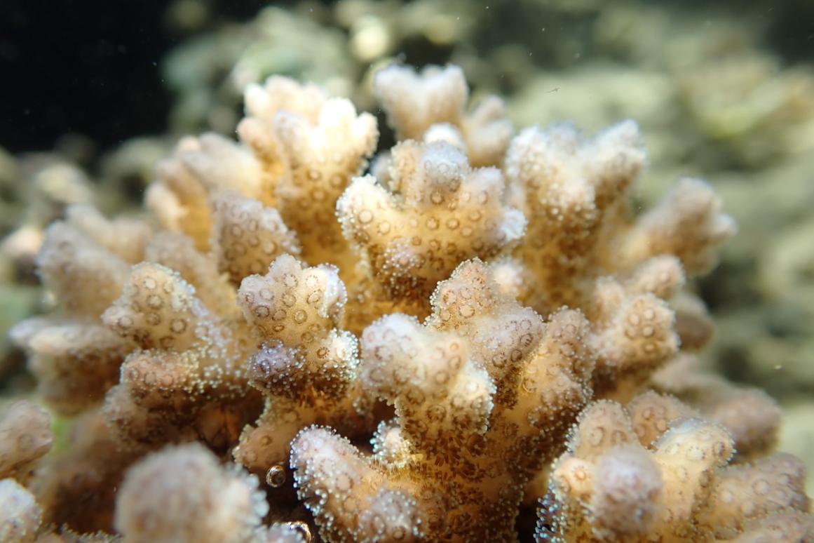coral colony