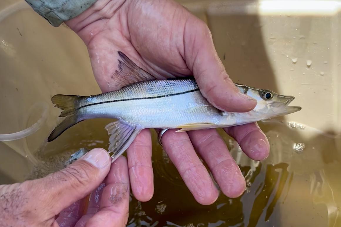 Juvenile snook on Texas coast