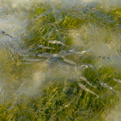 Juvenile fish swim over seagrass and bare bottom in shallow bay water in south Texas