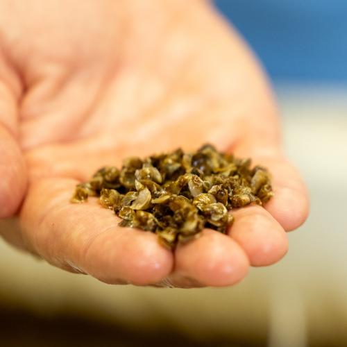 Seed oyster in Texas hatchery