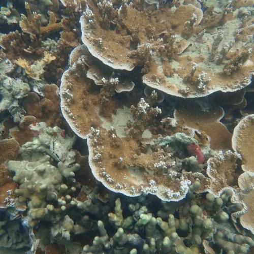 stony coral colonies