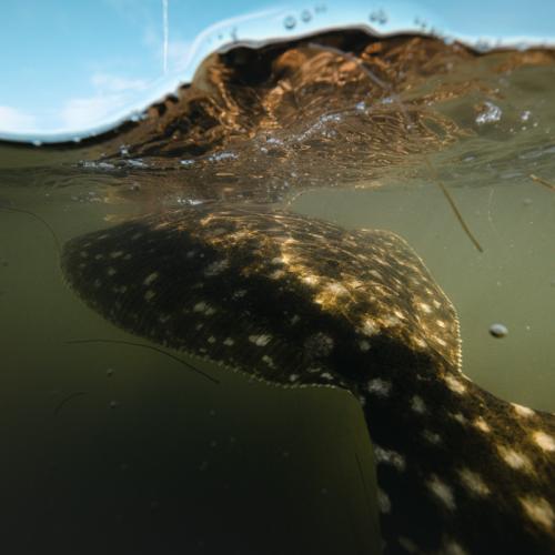 southern flounder swimming in Texas bay