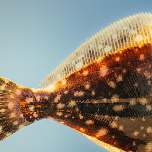 Tail and dorsal fin of a southern flounder