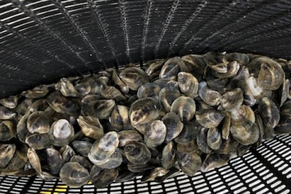 Juvenile oysters in a cage from a Texas oyster farm