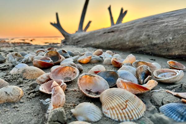 Shells on Texas beach