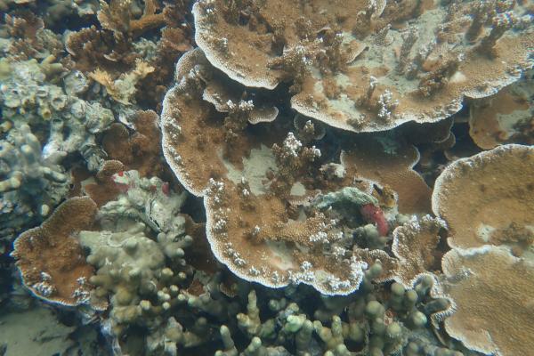 stony coral colonies