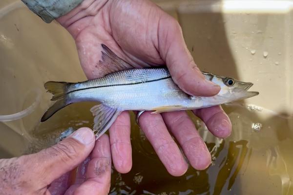 Juvenile snook on Texas coast