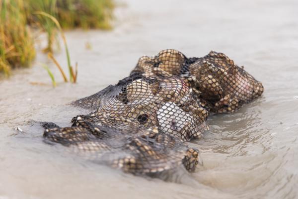 oysters in mesh bag for restoration